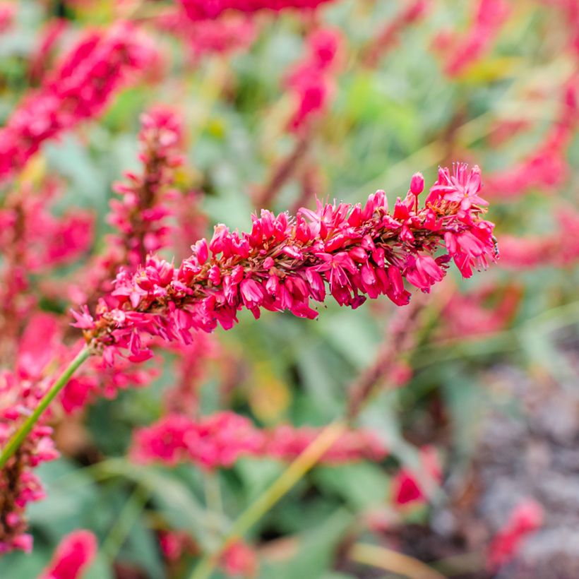 Persicaria amplexicaulis Fat Domino (Floração)
