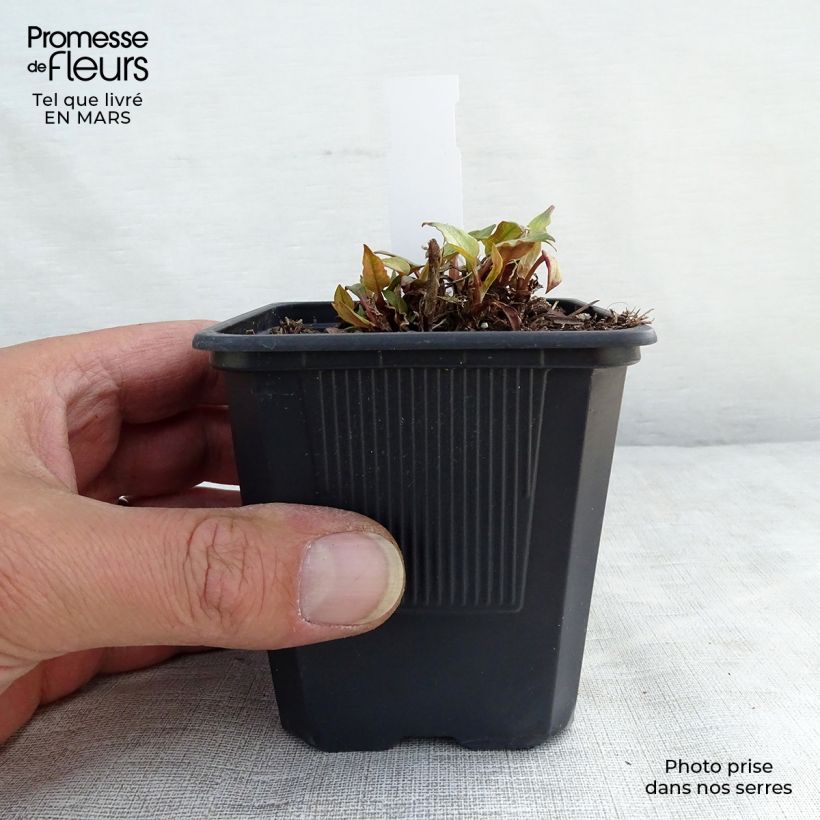 Amostra de Renouée - Persicaria amplexicaulis Golden Arrow Vaso de 8/9 cm tal como entregue no inverno