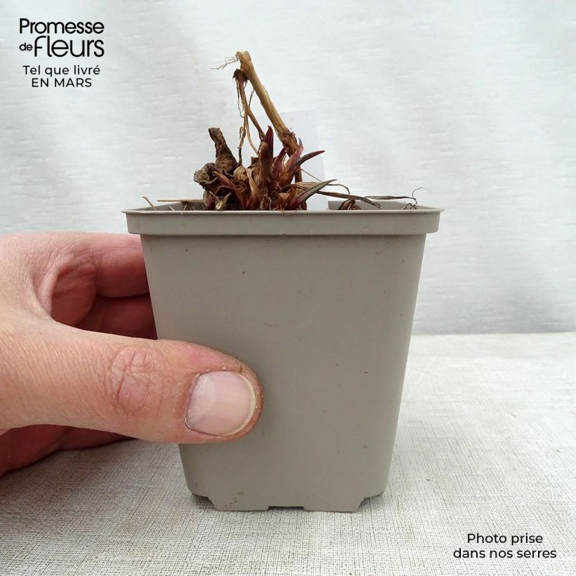 Amostra de Persicaria amplexicaulis Inverleith Vaso de 8/9 cm tal como entregue na primavera