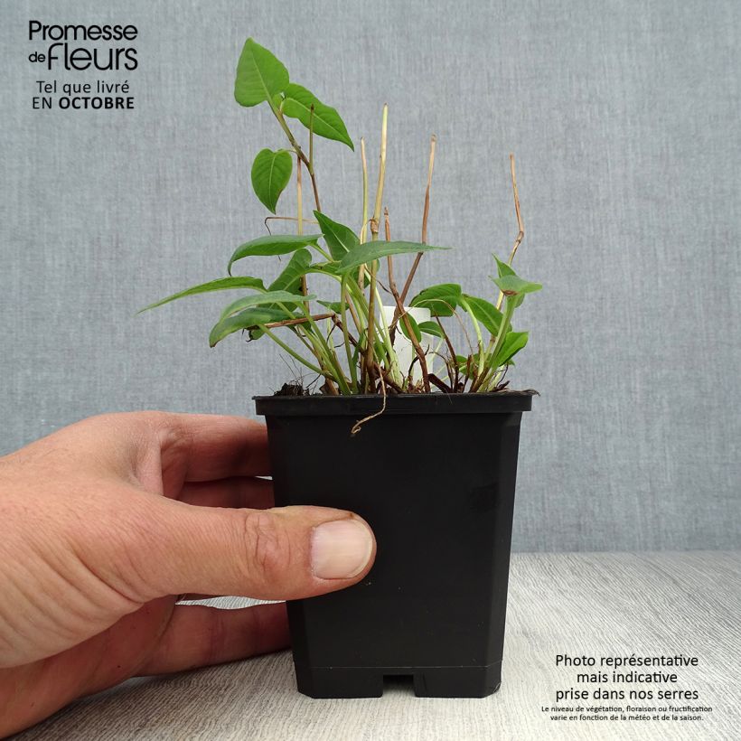 Amostra de Persicaria amplexicaulis Inverleith Vaso de 8/9 cm tal como entregue no outono