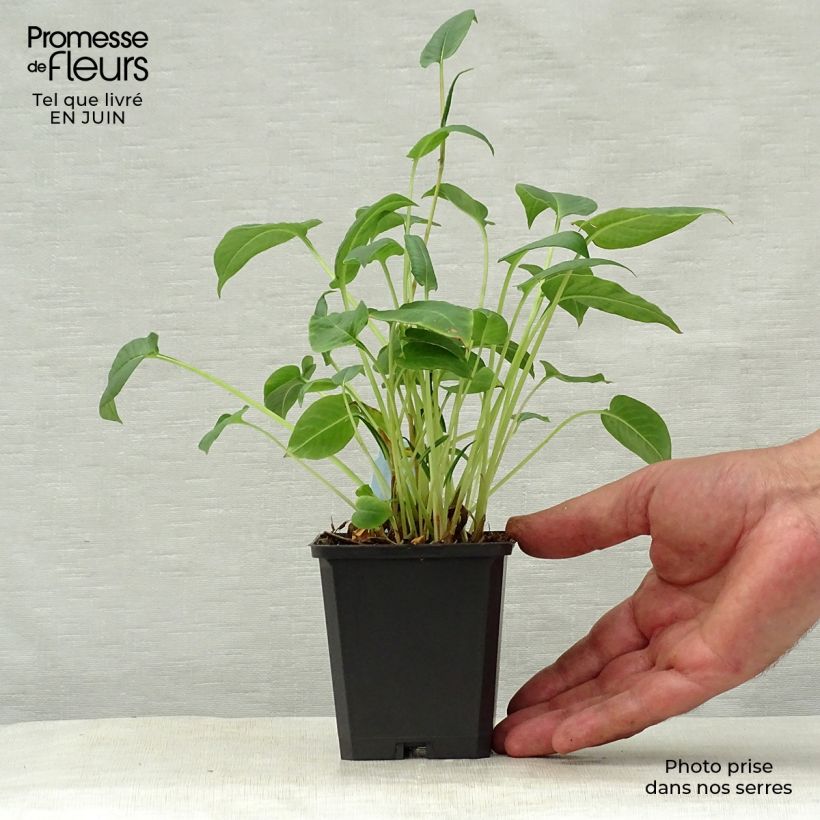 Amostra de Persicaria amplexicaulis Inverleith Vaso de 8/9 cm tal como entregue no verão