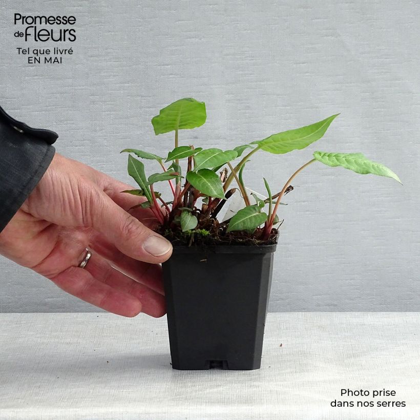 Amostra de Persicaria amplexicaulis JS Caliente Vaso de 8/9 cm tal como entregue na primavera