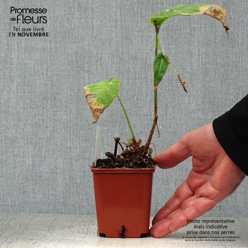 Amostra de Persicaria amplexicaulis JS Caliente Vaso de 8/9 cm tal como entregue no outono
