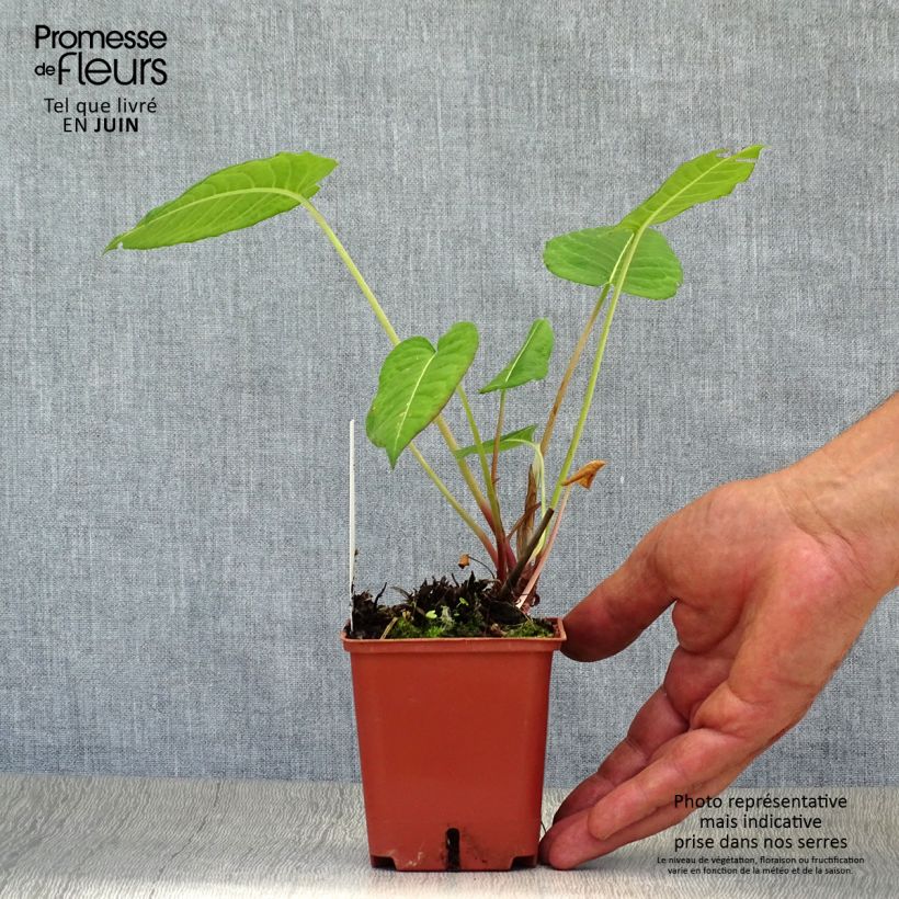 Amostra de Persicaria amplexicaulis JS Caliente Vaso de 8/9 cm tal como entregue no verão