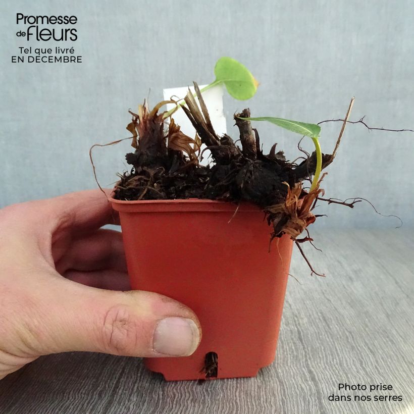 Amostra de Renouée - Persicaria amplexicaulis JS Caliente Vaso de 8/9 cm tal como entregue no inverno