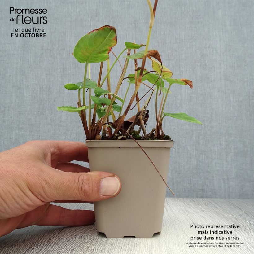 Amostra de Persicaria amplexicaulis JS Delgado Macho Vaso de 8/9 cm tal como entregue no outono