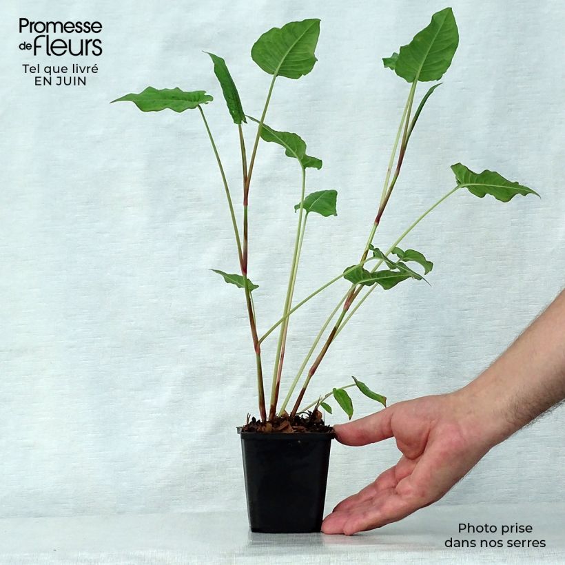 Amostra de Persicaria amplexicaulis JS Delgado Macho Vaso de 8/9 cm tal como entregue no verão