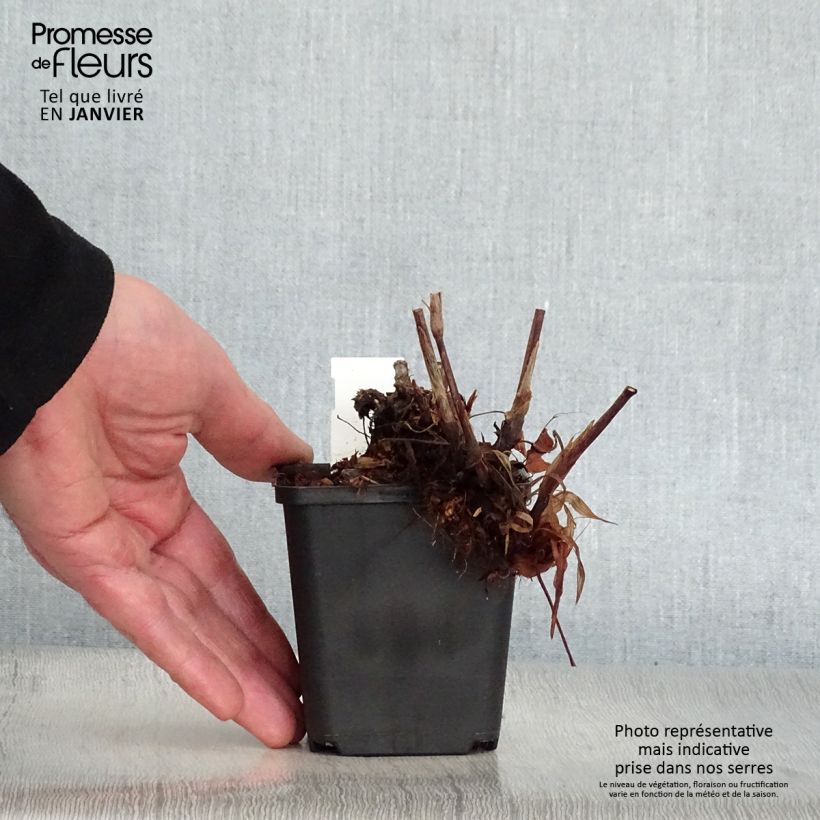 Amostra de Renouée - Persicaria amplexicaulis JS Delgado Macho Vaso de 8/9 cm tal como entregue no inverno