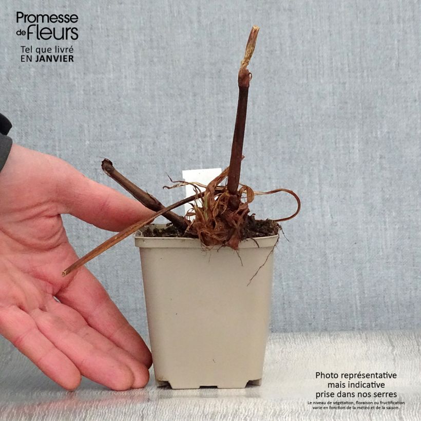 Amostra de Renouée - Persicaria amplexicaulis Jo and Guido's Form Vaso de 8/9 cm tal como entregue no inverno