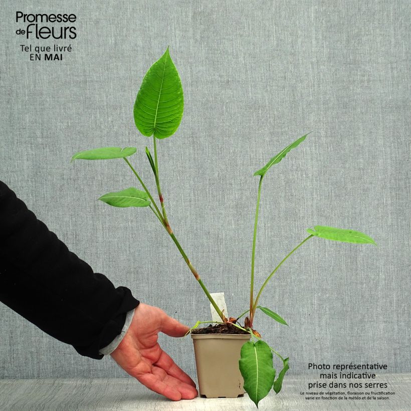 Amostra de Persicaria amplexicaulis Jo and Guido's Form Vaso de 8/9 cm tal como entregue na primavera