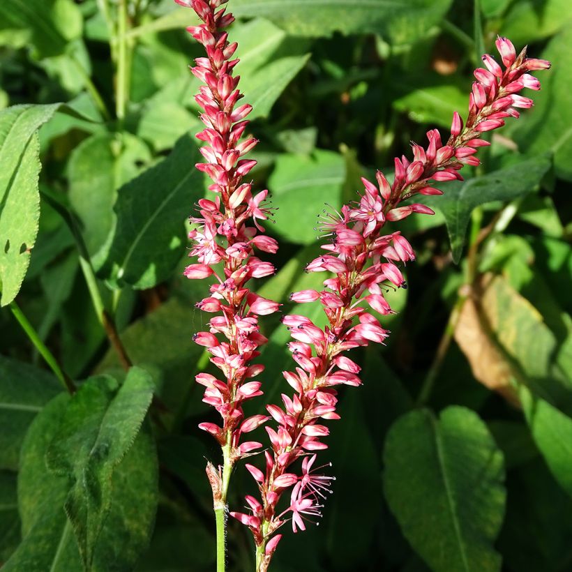 Persicaria amplexicaulis Orange Field (Floração)