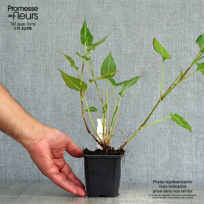 Amostra de Persicaria amplexicaulis Orange Field Vaso de 7/8 cm tal como entregue no verão