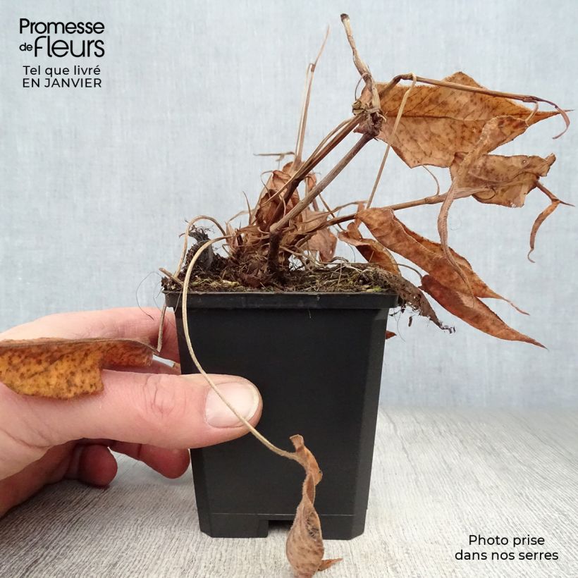 Amostra de Renouée - Persicaria amplexicaulis Orange Field Vaso de 7/8 cm tal como entregue no inverno