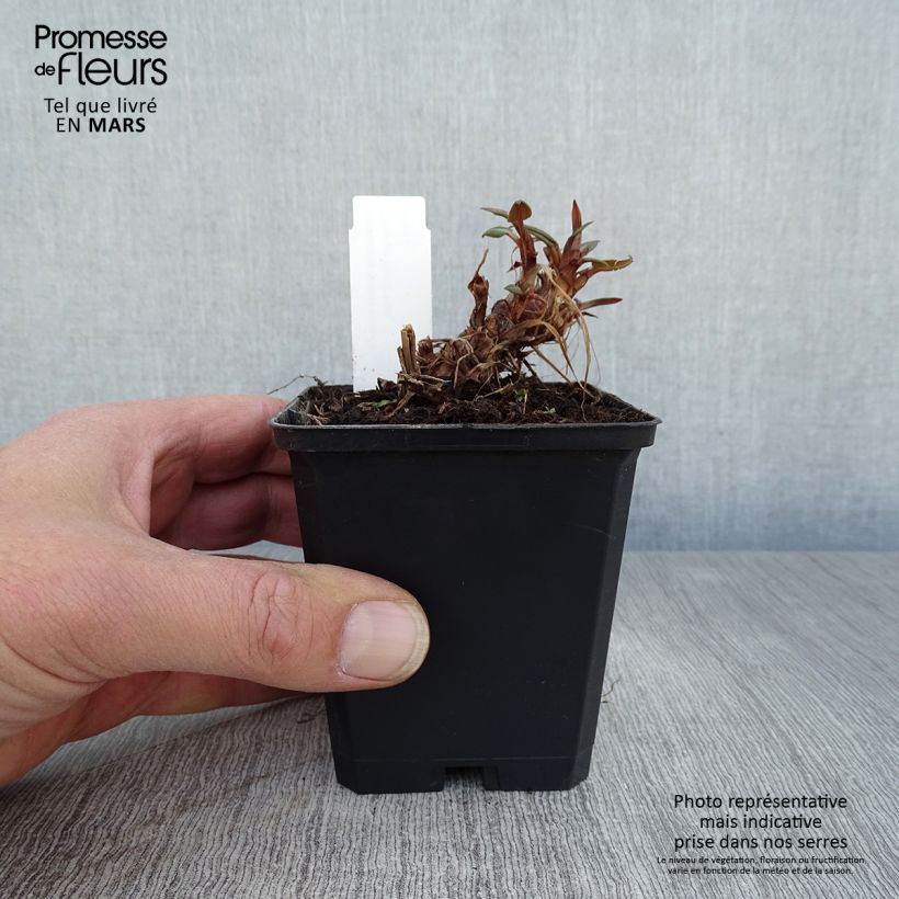 Amostra de Persicaria amplexicaulis Orange Field Vaso de 7/8 cm tal como entregue na primavera