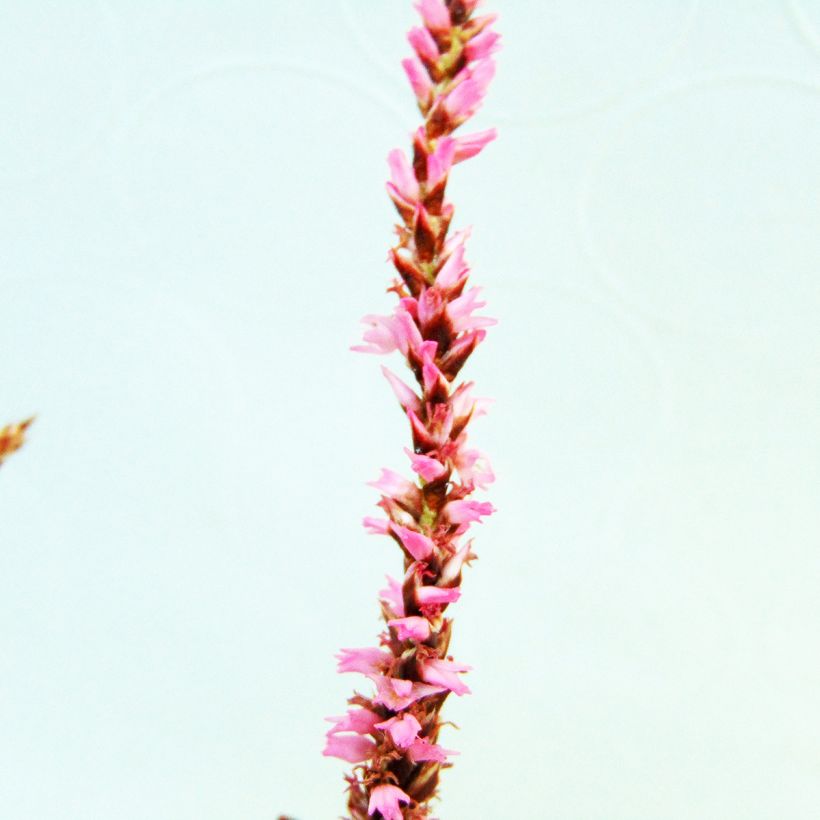 Persicaria amplexicaulis Pink Elephant (Floração)