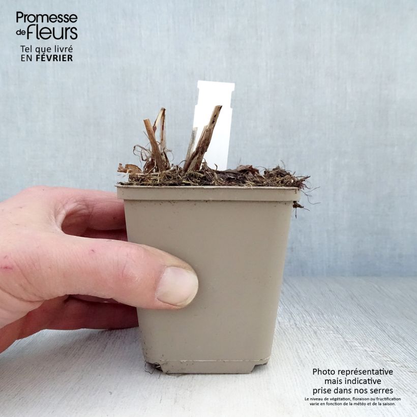 Amostra de Renouée - Persicaria amplexicaulis Pink Elephant Vaso de 8/9 cm tal como entregue no inverno