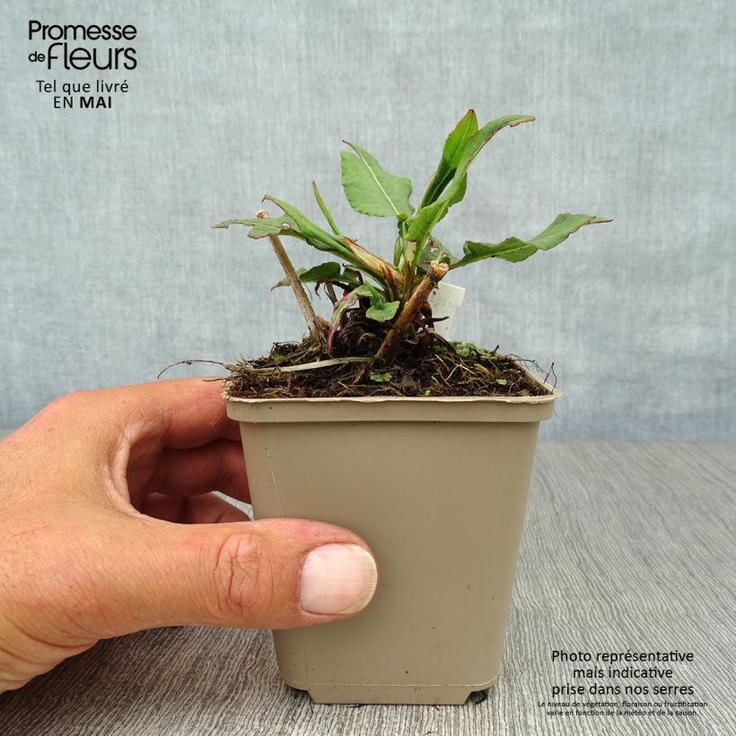 Amostra de Persicaria amplexicaulis Pink Elephant Vaso de 8/9 cm tal como entregue na primavera