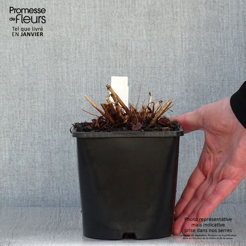 Amostra de Renouée - Persicaria amplexicaulis Pink Elephant Vaso de 1,5 L/2 L tal como entregue no inverno