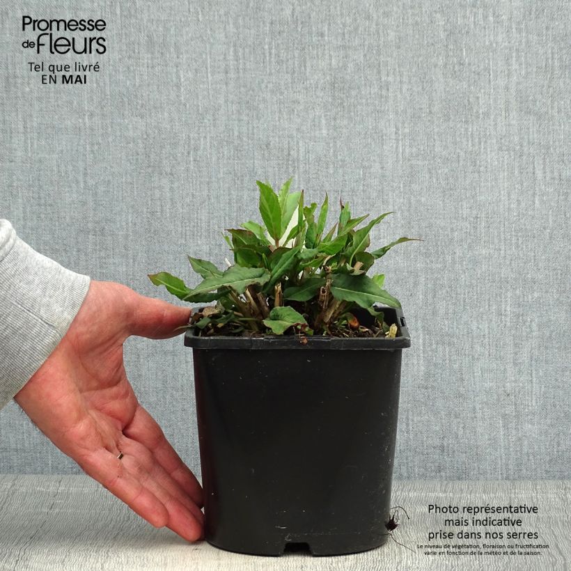 Amostra de Persicaria amplexicaulis Pink Elephant Vaso de 1,5 L/2 L tal como entregue na primavera