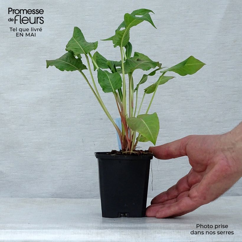 Amostra de Persicaria amplexicaulis Rosea Vaso de 8/9 cm tal como entregue na primavera