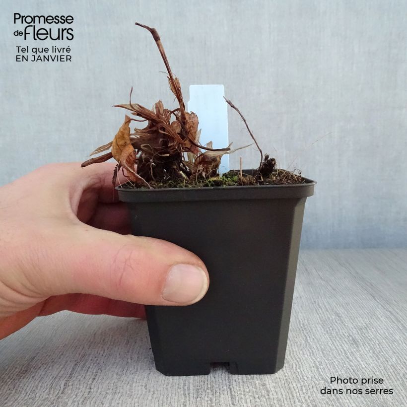 Amostra de Persicaria amplexicaulis Rosea Vaso de 8/9 cm tal como entregue no inverno