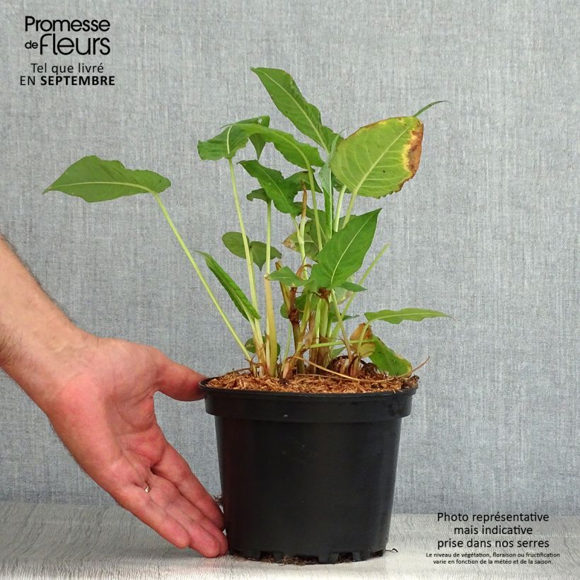 Amostra de Persicaria amplexicaulis Rosea Vaso de 2 L/3 L tal como entregue no verão