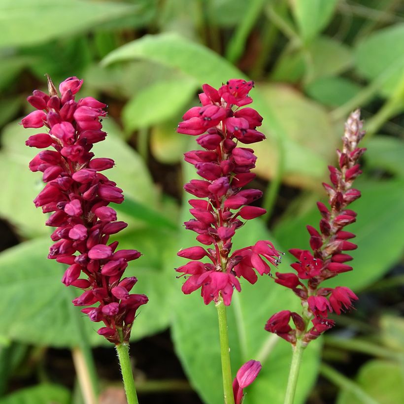 Persicaria amplexicaulis Taurus (Floração)