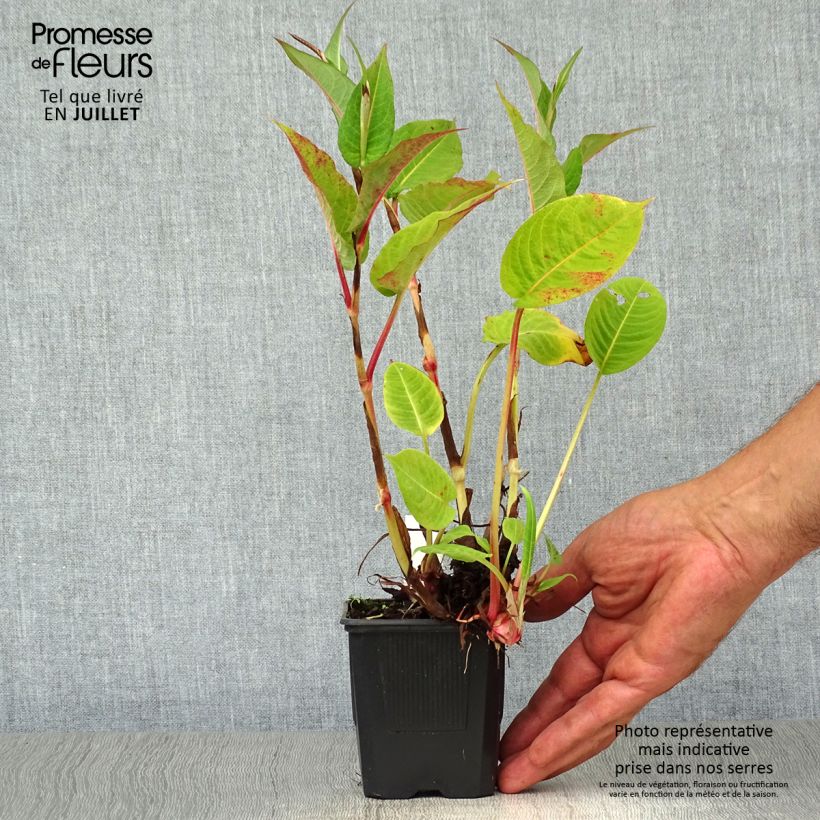 Amostra de Persicaria amplexicaulis Taurus Vaso de 8/9 cm tal como entregue no verão