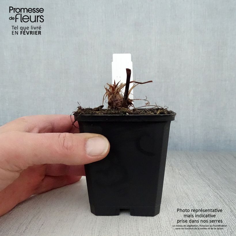 Amostra de Renouée - Persicaria amplexicaulis Taurus Vaso de 8/9 cm tal como entregue no inverno