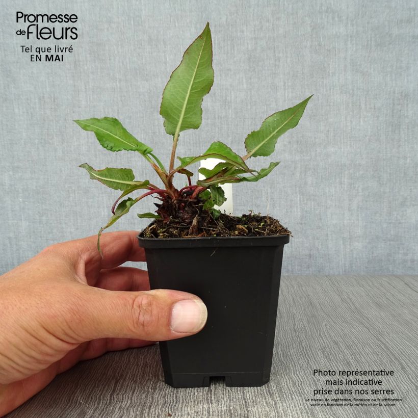 Amostra de Persicaria amplexicaulis Taurus Vaso de 8/9 cm tal como entregue na primavera