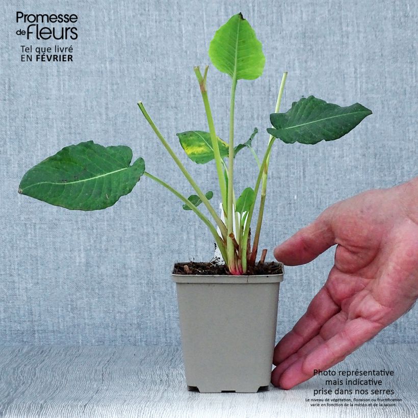 Amostra de Persicaria amplexicaulis Vesuvius Vaso de 8/9 cm tal como entregue no outono