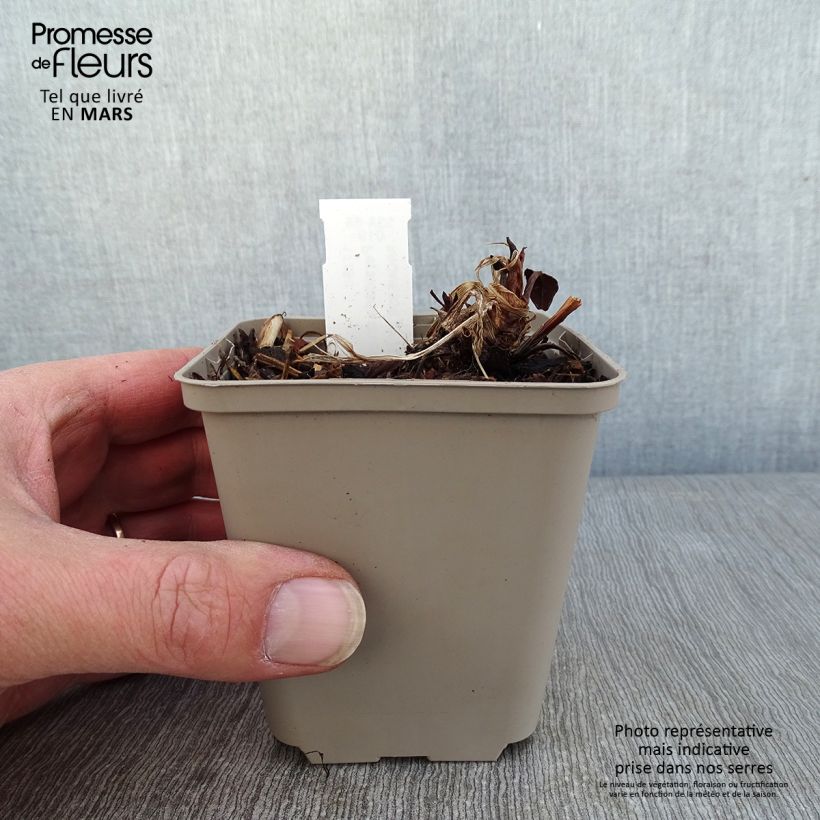 Amostra de Persicaria amplexicaulis Vesuvius Vaso de 8/9 cm tal como entregue no inverno