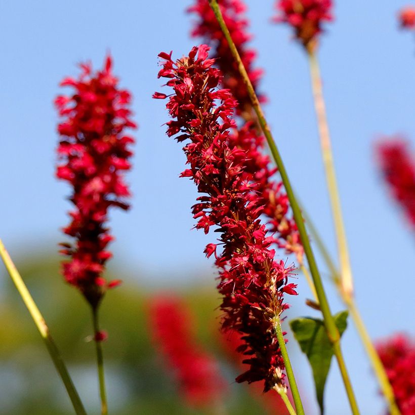 Persicaria amplexicaulis Vesuvius (Floração)