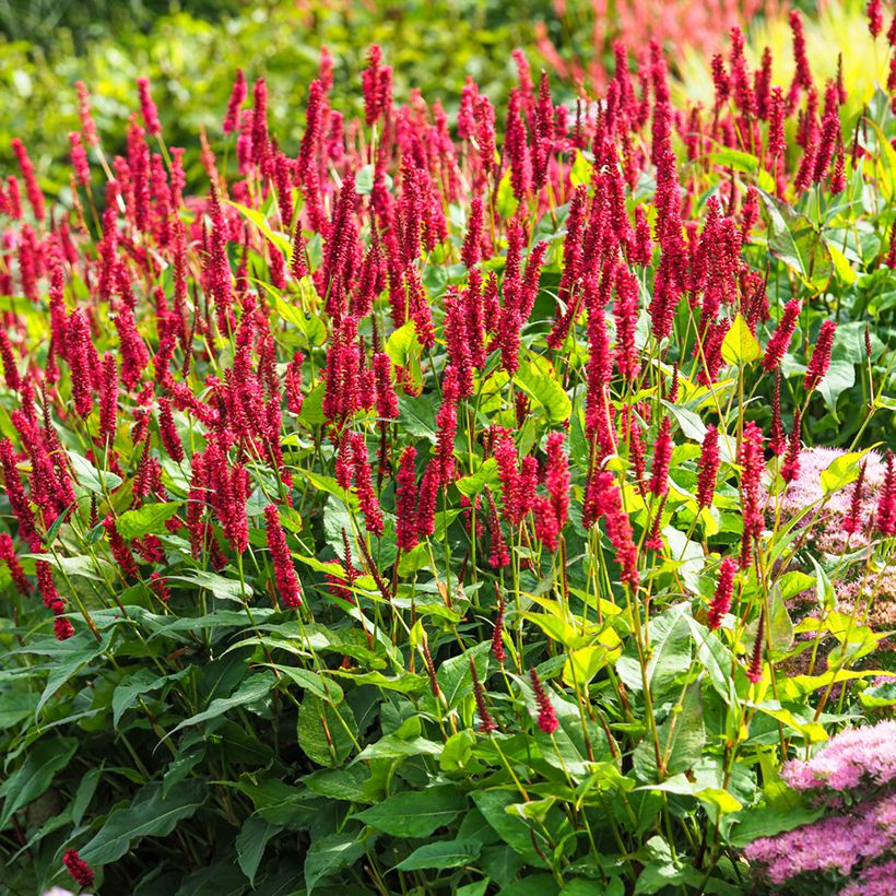 Persicaria amplexicaulis Vesuvius (Hábito)