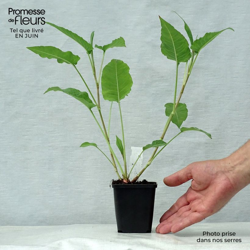 Amostra de Persicaria amplexicaulis White Eastfield Vaso de 8/9 cm tal como entregue no verão