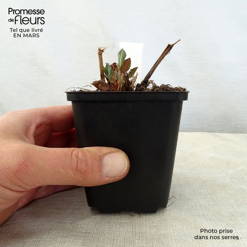 Amostra de Persicaria amplexicaulis White Eastfield Vaso de 8/9 cm tal como entregue na primavera