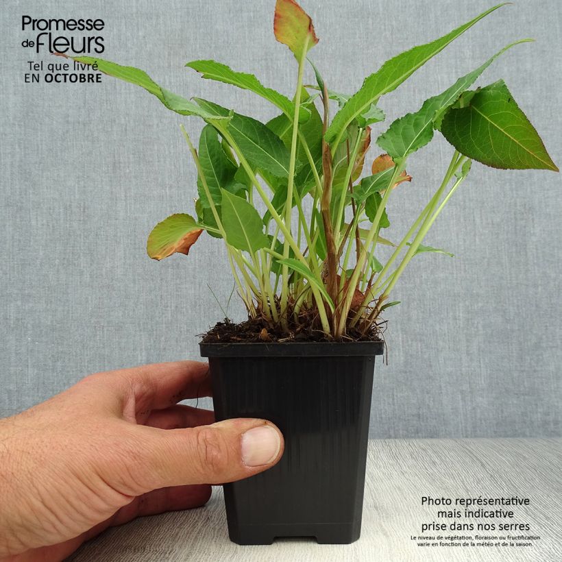 Amostra de Persicaria amplexicaulis White Eastfield Vaso de 8/9 cm tal como entregue no outono