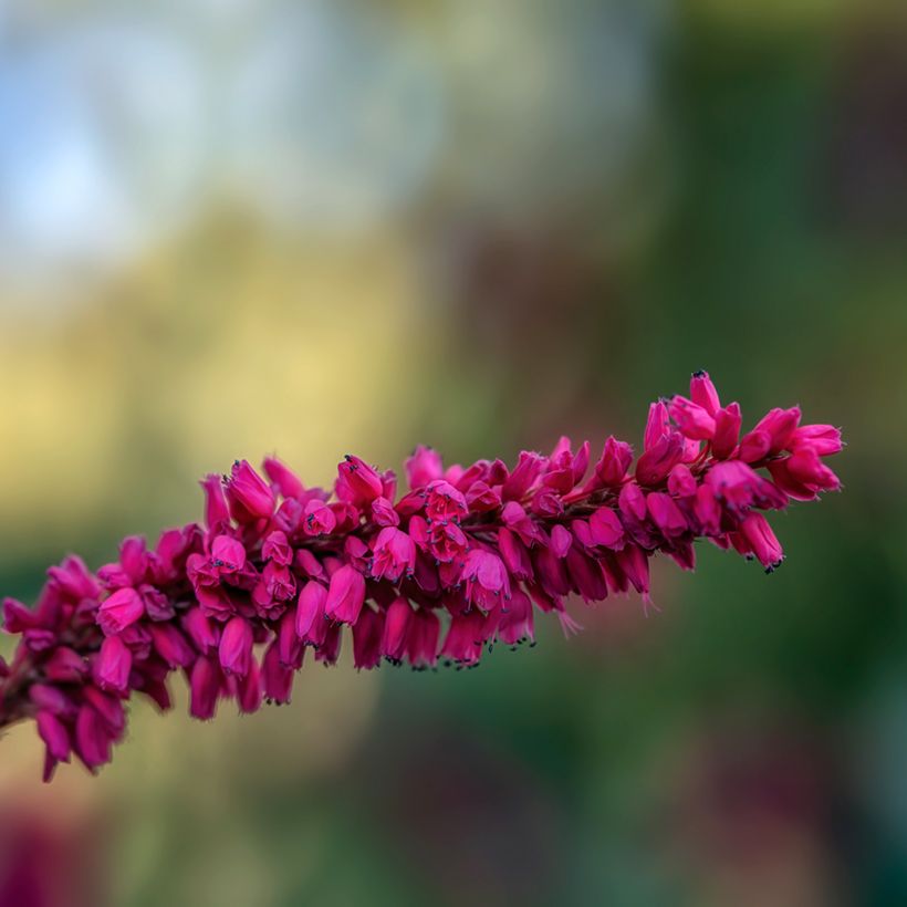 Persicaria amplexicaulis var. pendula (Floração)