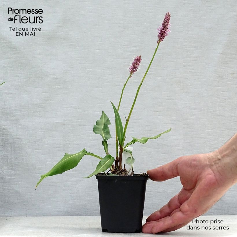 Amostra de Persicaria bistorta Hohe Tatra Vaso de 8/9 cm tal como entregue na primavera