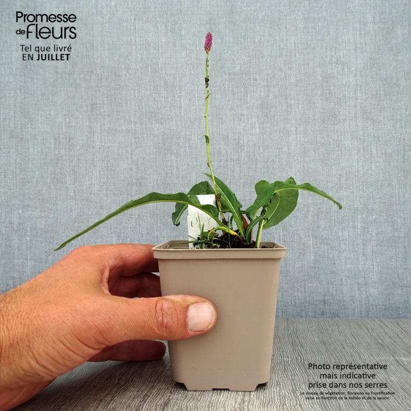 Amostra de Persicaria bistorta Hohe Tatra Vaso de 8/9 cm tal como entregue no verão