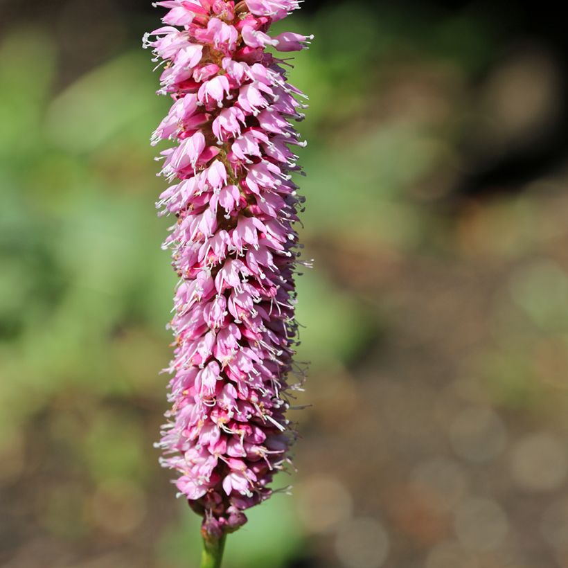 Persicaria bistorta Hohe Tatra (Floração)