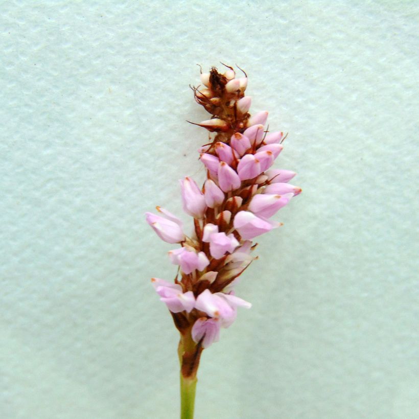 Persicaria bistorta Superba (Floração)