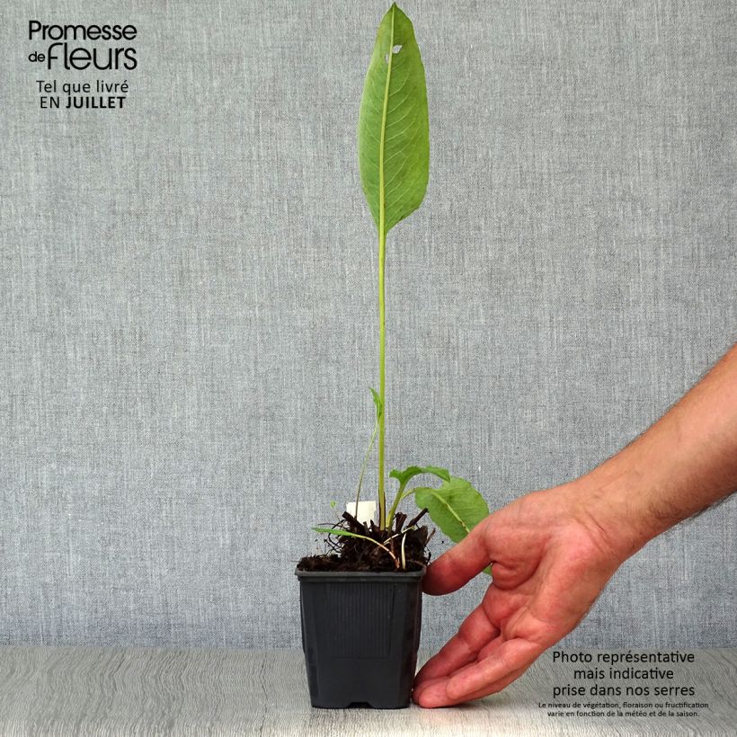 Amostra de Persicaria bistorta Superba Vaso de 8/9 cm tal como entregue no verão