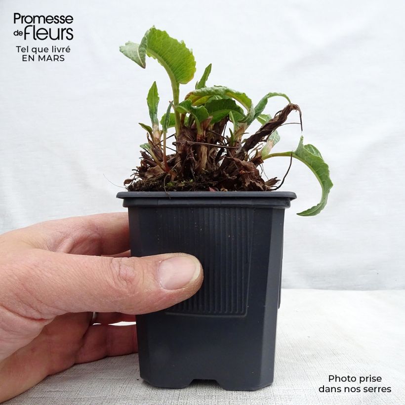 Amostra de Persicaria bistorta Superba Vaso de 8/9 cm tal como entregue na primavera