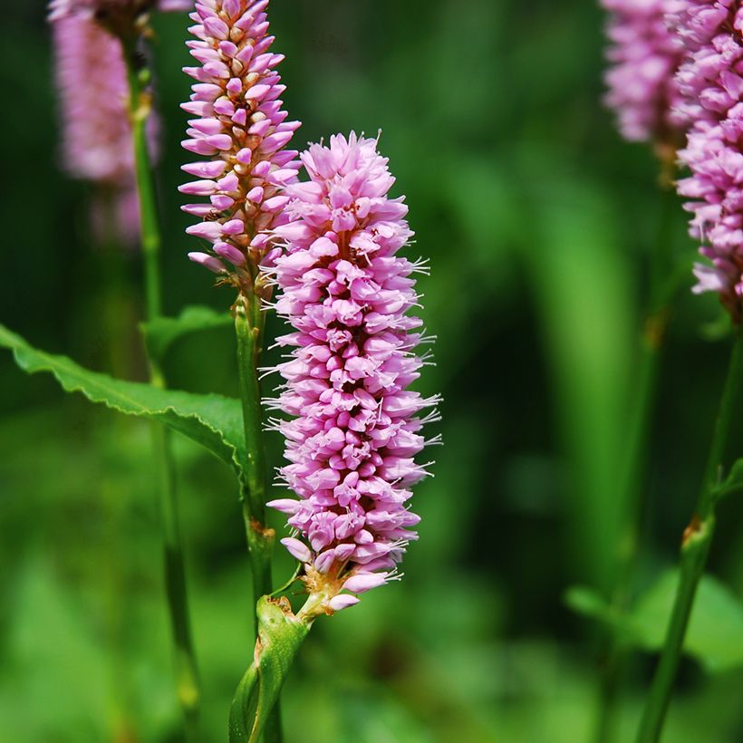 Persicaria bistorta Superba (Floração)