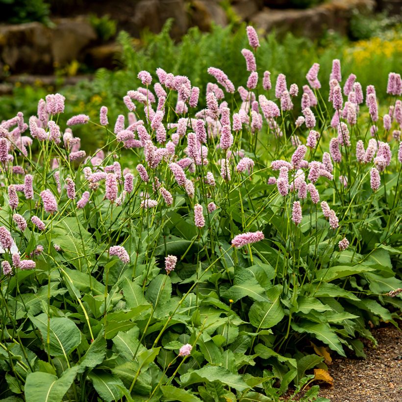 Persicaria bistorta Superba (Hábito)