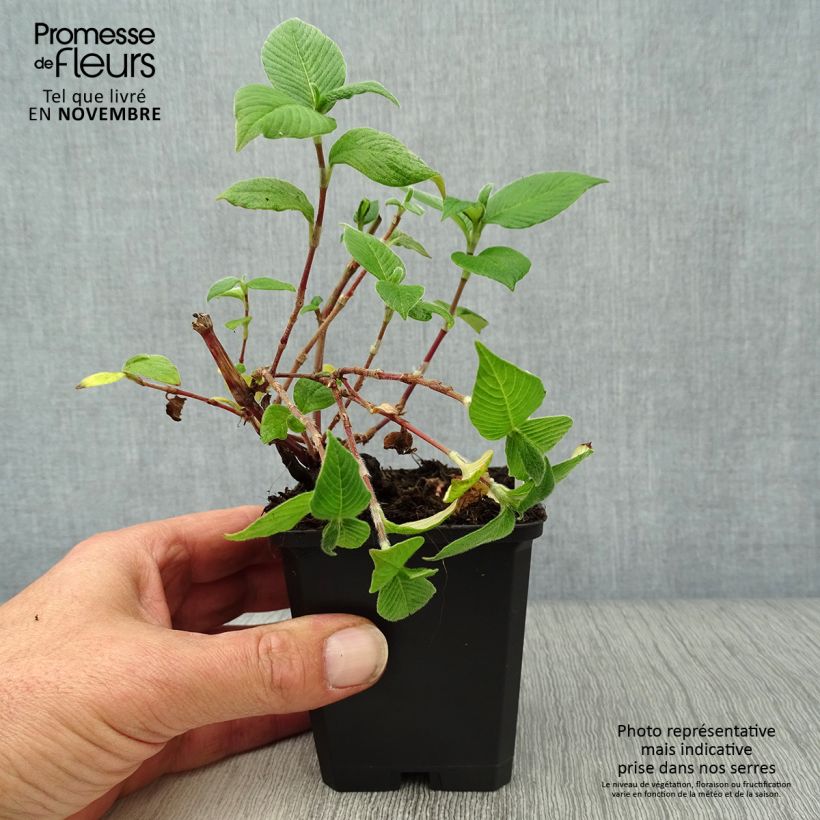 Amostra de Persicaria campanulata Vaso de 8/9 cm tal como entregue no outono