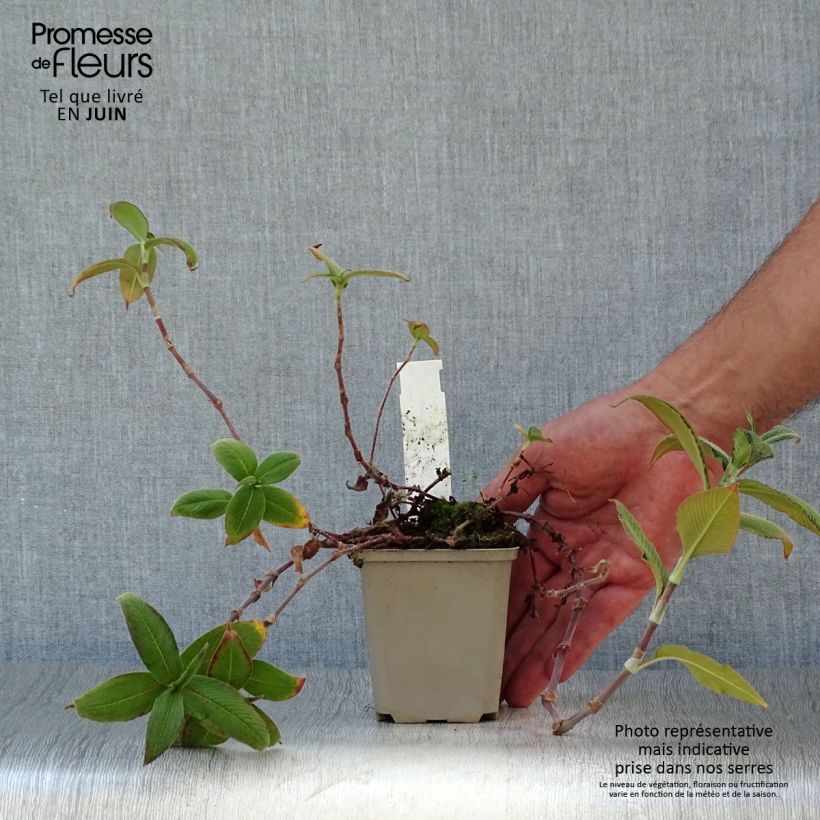 Amostra de Persicaria campanulata Vaso de 8/9 cm tal como entregue no verão