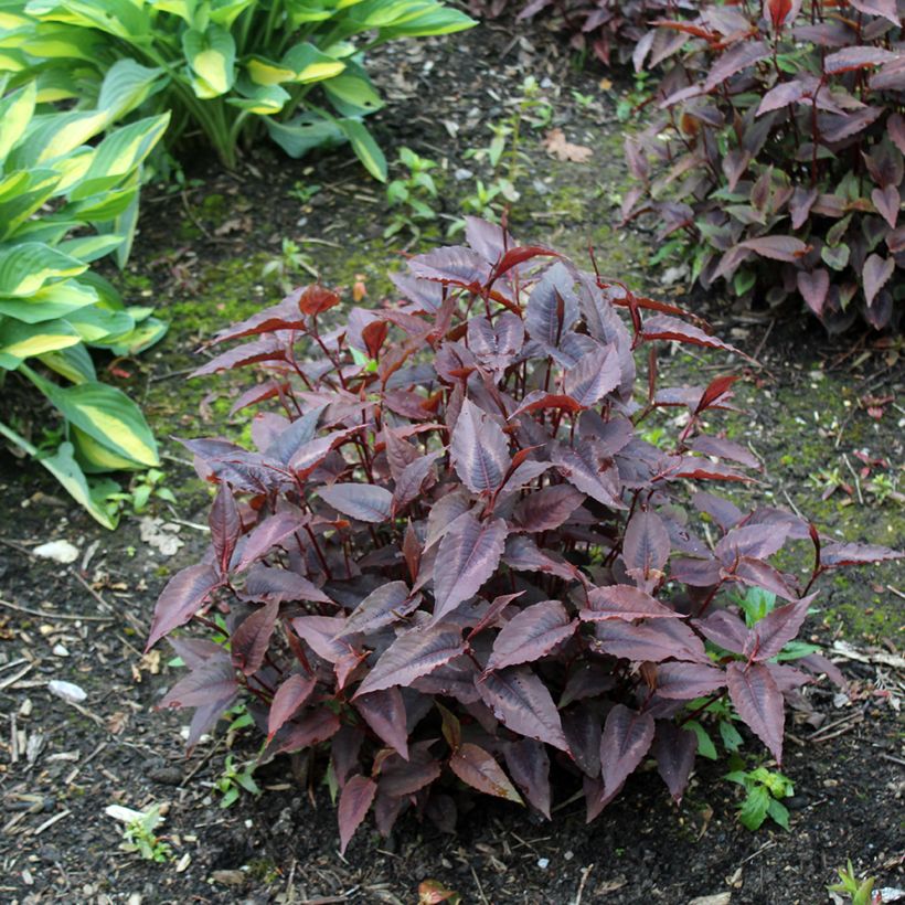 Persicaria microcephala Red Dragon (Hábito)