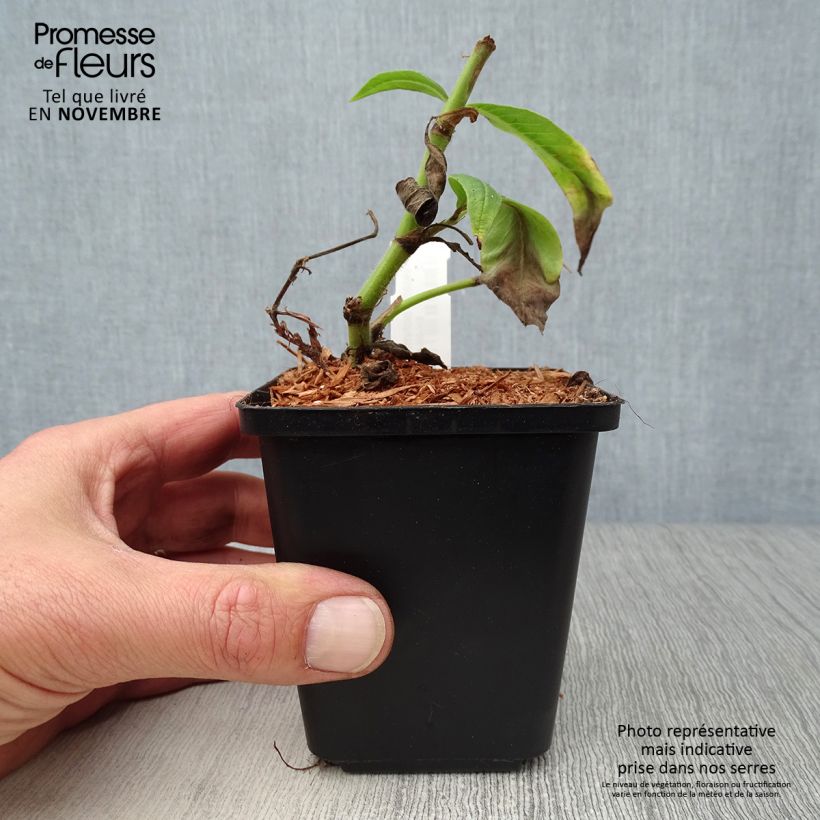 Amostra de Persicaria polymorpha Vaso de 8/9 cm tal como entregue no outono